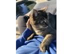 Adopt Wesley a Gray, Blue or Silver Tabby Abyssinian / Mixed (short coat) cat in