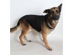 Adopt Mirabel a Brown/Chocolate - with Black German Shepherd Dog / Mixed dog in