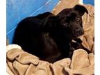 Adopt a Black Border Collie / Mixed dog in Redding, CA (33621428)