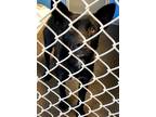 Adopt Lux a Black Border Collie / Mixed dog in Redding, CA (33621427)