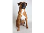 Adopt Dexter a Brown/Chocolate Mastiff / Boxer / Mixed dog in Redding