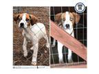 Adopt 11-P Stanley a Australian Shepherd / Labrador Retriever / Mixed dog in