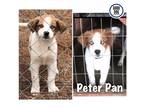 Adopt Peter Pan a Australian Shepherd / Mixed dog in Longview, TX (33621408)