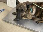 Adopt Dante a Black Belgian Malinois / Mixed dog in Fort Worth, TX (33621180)