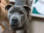 Adopt HUNTER a Gray/Blue/Silver/Salt & Pepper American Pit Bull Terrier / Mixed