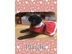 Adopt Phoebe a Black - with White Labrador Retriever / Border Collie / Mixed dog