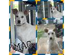 Adopt Macaw a White - with Tan, Yellow or Fawn Australian Cattle Dog / Border