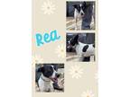 Adopt Raven a Black - with White Australian Cattle Dog / Border Collie / Mixed