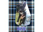 Adopt Blue a Black - with White Labrador Retriever / Border Collie / Mixed dog