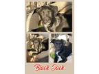 Adopt Black Jack a Black - with White Labrador Retriever / Border Collie / Mixed