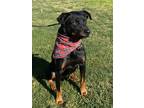 Adopt ELI a Black - with Tan, Yellow or Fawn Rottweiler / Shepherd (Unknown