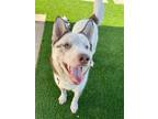 Adopt LINA a Red/Golden/Orange/Chestnut - with White Husky / Mixed dog in