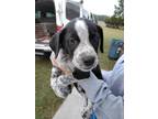 Adopt William a Black - with White Catahoula Leopard Dog / Great Dane / Mixed