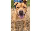 Adopt THUNDER a Tan/Yellow/Fawn Labrador Retriever / Mixed dog in Greensboro