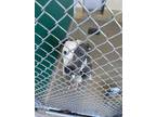 Adopt CADBURY a Gray/Silver/Salt & Pepper - with White American Pit Bull Terrier