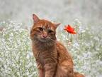 Adopt DIP a Orange or Red Domestic Longhair / Mixed (long coat) cat in Peoria