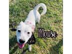 Adopt Mouse a White American Pit Bull Terrier / Mixed dog in Louisville