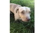 Adopt Sugar a Tan/Yellow/Fawn - with White American Pit Bull Terrier dog in Live