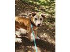Adopt Herman a Red/Golden/Orange/Chestnut American Staffordshire Terrier / Mixed