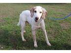Adopt ERIC a White - with Tan, Yellow or Fawn Treeing Walker Coonhound / Mixed