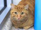 Adopt *BLUR a Orange or Red Tabby Domestic Shorthair / Mixed (short coat) cat in