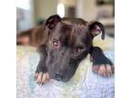 Adopt MUGSY a Black American Pit Bull Terrier / Mixed dog in Fort Walton Beach