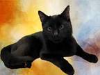 Adopt JINX a All Black Domestic Shorthair / Mixed (short coat) cat in Peoria