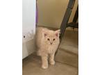 Adopt Undecided a Tan or Fawn Domestic Mediumhair / Mixed cat in Corcoran
