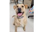 Adopt Nico a Tan/Yellow/Fawn Labrador Retriever / Mixed dog in Altoona