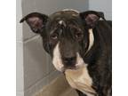 Adopt Pearl a Black - with White Shar Pei / Mixed dog in Troy, OH (33618877)