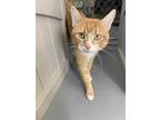 Adopt OLIVER a Orange or Red Tabby Domestic Shorthair / Mixed (short coat) cat