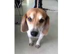 Adopt *SHILOH a White - with Tan, Yellow or Fawn Beagle / Mixed dog in