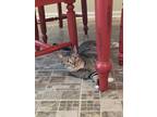 Adopt Gemma a Brown Tabby Domestic Shorthair (short coat) cat in Duluth