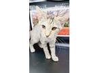 Adopt Barbara a Domestic Shorthair / Mixed (short coat) cat in Rome