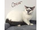 Adopt Oscar a White (Mostly) Domestic Shorthair (short coat) cat in Lebanon