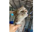 Adopt Yara a Domestic Shorthair / Mixed (short coat) cat in Darlington
