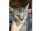 Adopt Nymeria a Domestic Shorthair / Mixed (short coat) cat in Darlington