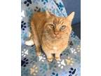 Adopt Cheez-It a Orange or Red Domestic Shorthair / Domestic Shorthair / Mixed