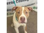 Bosco, American Pit Bull Terrier For Adoption In Xenia, Ohio