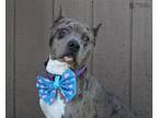 Adopt ZOEY a Pit Bull Terrier, Catahoula Leopard Dog