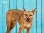 Adopt DUCKY a Australian Cattle Dog / Blue Heeler, Mixed Breed