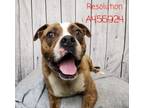 Adopt RESOLUTION a Pit Bull Terrier