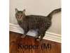 Adopt Kipper a Domestic Short 