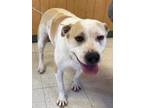 Adopt Annabel a Pit Bull Terrier, Mixed Breed