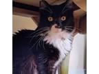 Adopt Janet a Maine Coon, Tuxedo