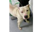 Adopt Porter a Terrier, American Staffordshire Terrier