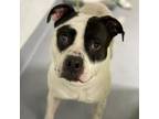 Adopt Chance a Terrier, American Staffordshire Terrier