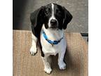 Adopt Nash a Beagle, Pointer