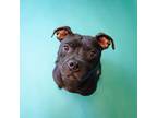 Adopt Pen 203c Alex Trebark a Pit Bull Terrier