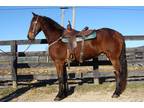 Big Fancy Bay Registered Friesian Sport Horse Gelding Rides and Drives